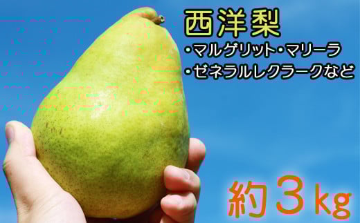 雫石町産 西洋梨 約 3kg / なし ナシ 梨 洋梨 洋ナシ 洋なし くだもの フルーツ 旬 【谷地農園】
