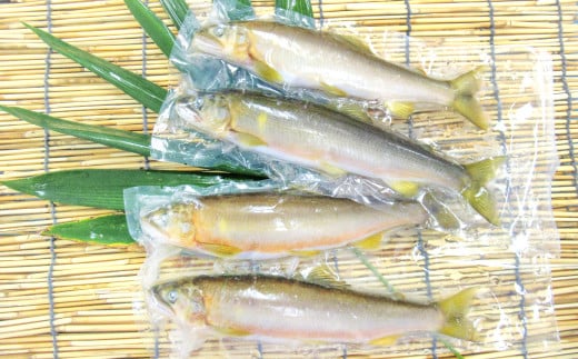 [一級河川・江の川の恵み]島根県産 天然冷凍鮎 約800g[魚介類 魚 川魚 あゆ アユ 天然 冷凍あゆ 高鮮度 冷凍 小分け 便利]