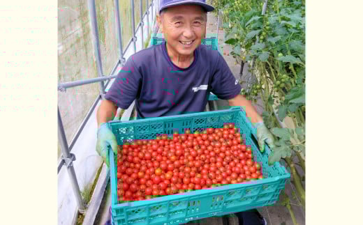 美郷農園 ミニトマト【ミニトマト 甘い 1kg トマト とまと 旬 濃厚 リコピン お弁当 食材 野菜 期間限定 6月~12月発送】