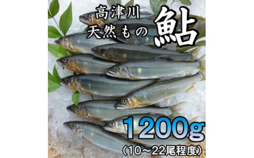高津川天然あゆ冷凍 1200g(吉賀町)【1259205】