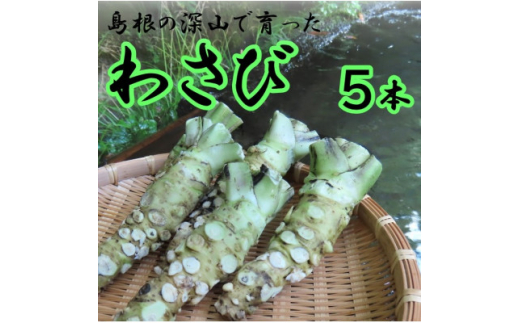 根わさび 5本(真空パック入り)【1259672】