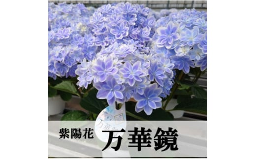 <お届け:2026年4月下旬より開始>アジサイ「万華鏡」5号鉢【1395265】
