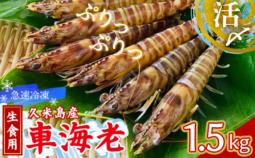 【久米島漁協】活〆冷凍車海老　生食用1.5kg 海の幸 海鮮 車えび クルマエビ 車海老 高級食材 生食 刺身 鮮度抜群 プリプリ 甘み 旨味 塩焼き 天ぷら 素揚げ フライ パスタ ピザ BBQ シーフード