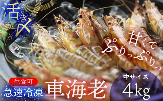 2025年11月より発送！【久米総合開発】活き〆急速冷凍 久米島ブランド車海老 中サイズ 4kg 海の幸 海鮮 車えび クルマエビ くるまえび 高級 食材 生食 刺身 鮮度抜群 プリプリ 甘み 旨味 ギフト グルメ お祝い 贈答品 贈り物 お取り寄せ 土産