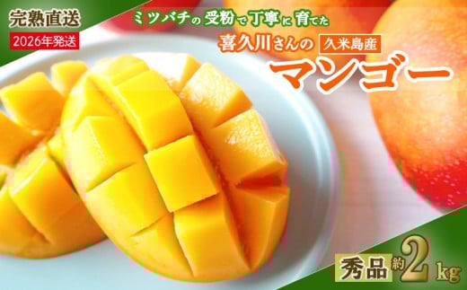 【2026年発送】ミツバチの受粉で育てた喜久川さんの完熟マンゴー 約2kg ◆秀品◆ マンゴー フルーツ 果物 スイーツ 完熟 濃厚 トロける ジューシー ミツバチ 蜂 アップルマンゴー アーウィン 秀品 ギフト 贈り物 糖度 スムージー 南国 沖縄 久米島