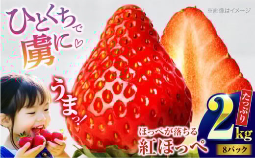 【先行予約】【2026年1月初旬より順次発送】 大粒 いちご 紅ほっぺ約 2kg（8パック）愛媛県大洲市/沢井青果有限会社 [AGBN027] 果物 くだもの フルーツ 野菜 やさい いちご イチゴ 苺愛 媛県産 大洲市産 産地直送 おすすめ 人気 お取り寄せ 送料無料 贈答 ギフト