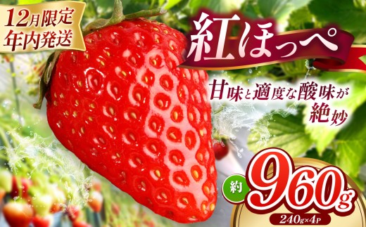 【 年内発送 】 【 選べる内容量 】 紅ほっぺ 約960g  ｜ 　紅ほっぺ いちご イチゴ 苺 産地直送 年内発送 選べる内容量  旬の味覚 贈答用  冬限定 果物 スイーツ 山口県 平生町