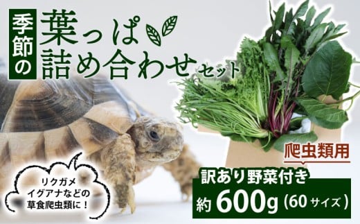 【爬虫類用】 訳あり野菜と季節の葉っぱ詰め合わせ セット 約 600g 60サイズ ( 訳あり 訳あり野菜 草食 雑食 爬虫類 ペットフード ペット リクガメ カメ イグアナ 動物 ごはん ご飯 おやつ 野菜 葉 葉野菜 旬 栄養 安心 新鮮 きよしファーム 南丹市 京都府 京都 )