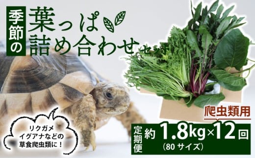 【爬虫類用】【定期便12回】 季節の葉っぱ詰め合わせ セット 約 1.8kg 80サイズ ( 定期便 12カ月 草食 雑食 爬虫類 動物 ペットフード ペット リクガメ カメ イグアナ ごはん ご飯 おやつ 野菜 葉 葉野菜 旬 栄養 安心 新鮮 きよしファーム 南丹市 京都府 京都 )