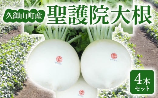 【期間限定】 京都 聖護院大根 4本 セット 淀大根 大根 だいこん 冬野菜 おでん 鍋 煮物 京都府 久御山町 野菜 炊いたん おかず 晩ごはん 冬