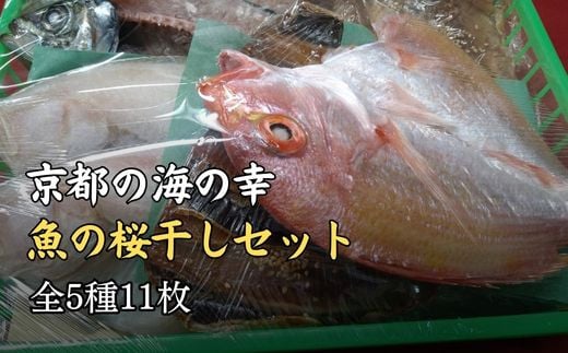 干物 ギフト (全5種 11枚) 贈答用 A[ 一夜干し 桜干し ] 魚 魚介 鰯 鯵 鰈 キダイ レンコダイ 冷凍 贈答 プレゼント 化粧箱 京都 京都府 宮津産  海の京都 詰め合わせ 詰合せ おすすめ 人気 リピーター アジ カレイ イワシ 鯛 国産 セット
