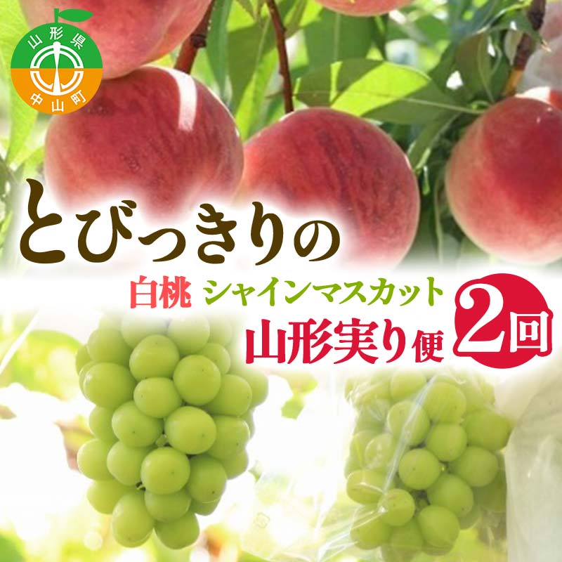 【2025年 先行予約】2回定期便 とびっきりの ～白桃・シャインマスカット～ 山形実り便 ぶどう 葡萄 果物 くだもの フルーツ山形県 中山町 F4A-0486