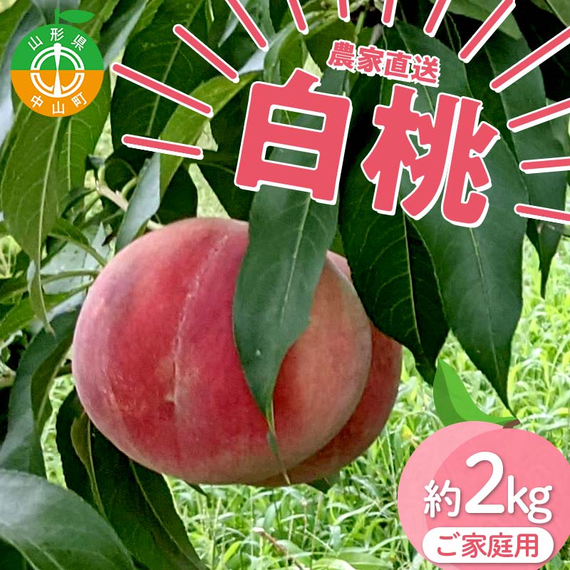 【ご家庭用】令和7年産 先行受付 農家直送「白桃」約2kg(4～7玉) 品種おまかせ 山形県 中山町 F4A-0955