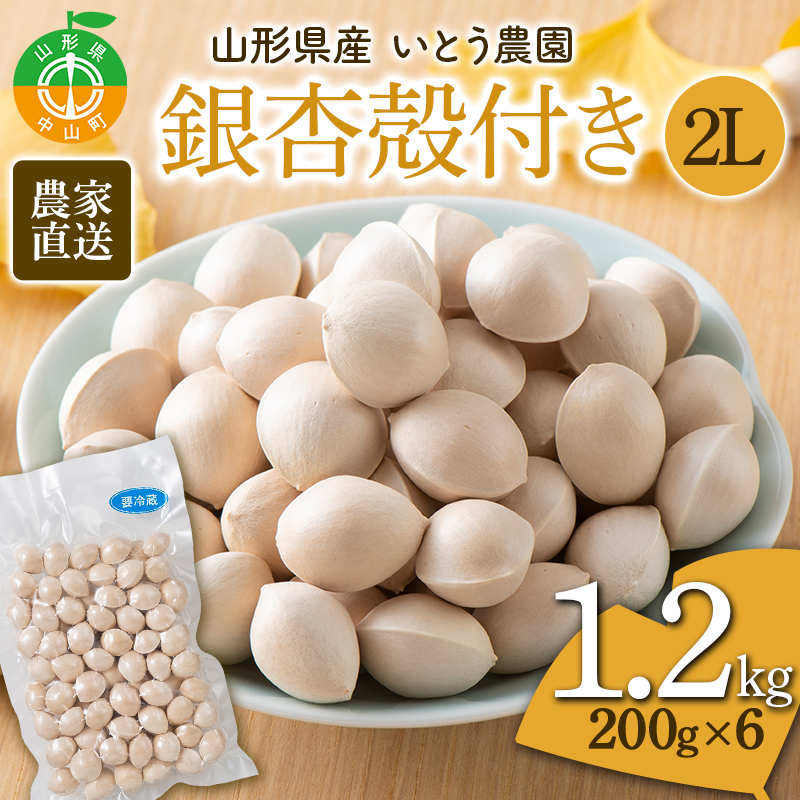 農家直送銀杏殻付き 2Lサイズ 1.2kg(200g×6)山形県産 ぎんなん《いとう農園》 茶碗蒸し おつまみ 季節限定 F4A-0310