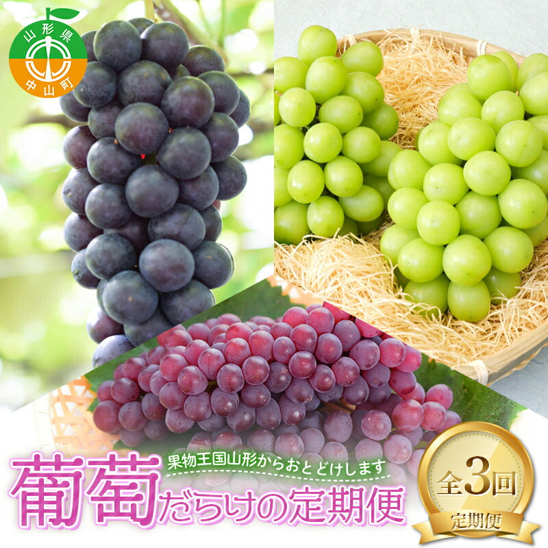 【定期便 3回】葡萄だらけの定期便 デラウェア スチューベン シャインマスカット ぶどう 葡萄 果物 フルーツ 山形県 中山町 F4A-0445