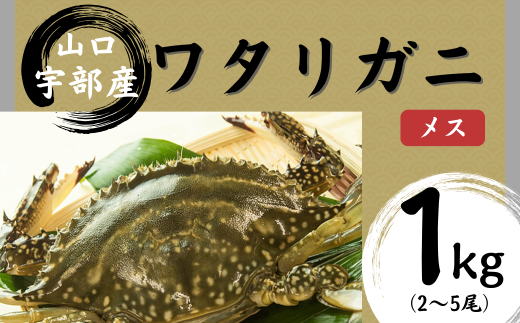 【先行予約】【北海道・東北・沖縄・離島配送不可／着日指定必須】ワタリガニ [メス] 1kg(2～5尾)【山口県 宇部市 鍋 パスタ 味噌汁 カニ 超 新鮮 ゆでる 蟹 かに 蟹みそ 醤油漬け  料理 お祝い 魚介】