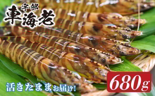 山口県宇部産 活き車海老 (680g)[山口県 宇部産 活き車海老 680g 海老 エビ えび 車えび 車エビ 車海老 最高品質 甘味豊富 プリップリ 豊洲市場 高評価 1級品 水質管理 紫外線殺菌 ミネラル豊富 周防灘 生鮮エビ シーフード 海鮮 魚介類 海 バーベキュー グルメ ギフト用 記念日 海の香り]