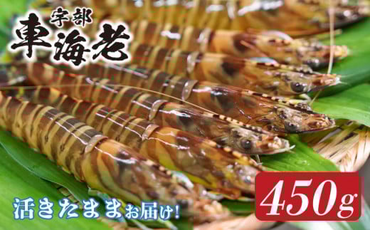 山口県宇部産 活き車海老 (450g)[山口県 宇部産 活き車海老 450g 車海老 車エビ エビ 最高品質 甘味豊富 プリップリ 豊洲市場 高評価 1級品 水質管理 紫外線殺菌 ミネラル豊富 周防灘 生鮮エビ シーフード グルメ ギフト用 記念日 海の香り えび]