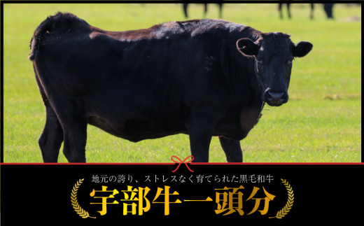 【数量限定】宇部牛 一頭分 黒毛和牛 A5ランク 冷蔵 約300kg ”シャトーブリアンから牛タン、ホルモンまで、食べてみっちゃ、おいしいけえ”【山口県 宇部市 宇部牛 黒毛和牛 オレイン酸 上質 肉質 脂 美味しい 育て方 こだわり 肉 牛丸ごと 一頭 ブランド A5ランク サーロインステーキ リブロース ヘレステーキ イチボ シャトーブリアン 牛タン 牛ホルモン 希少部位 骨付き】