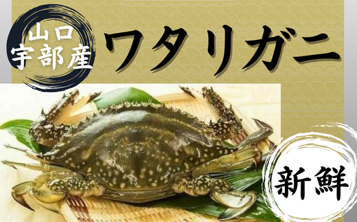 [先行予約][北海道・東北・沖縄・離島配送不可/着日指定必須]山口 宇部産 新鮮 ワタリガニ 約600g 1杯[山口県 宇部市 鍋 パスタ 味噌汁 カニ 新鮮 ゆでる 蟹 蟹みそ 醤油漬け 料理 お祝い 魚介]