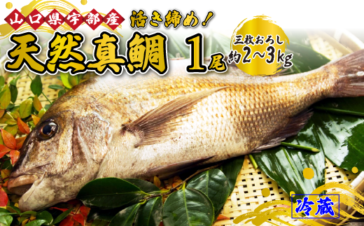 【着日指定必須】《三枚おろし》 鯛活き締め!天然真鯛!天然タイ! (1尾 約2~3kg) 【鯛 活き締め 天然真鯛 天然タイ 天然 魚 新鮮 ツマミ 刺身 塩焼き 市場直送 山口県 宇部市 市場直送 刺身 ギフト特集 返礼品】