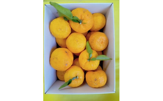 【2025年発送分】徳用ゆず 農家直送 フルーツとして食べられるゆず 約2.4kg バラ詰め 11月以降発送予定　えぐみの無い柚子本来の味　ゆず 柚子 ユズ 柚 生ゆず 生ユズ 家庭用