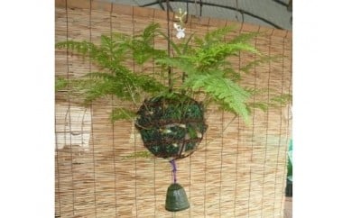 つりしのぶ(常緑種)