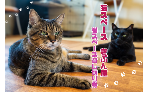 猫スペース1日貸し切り券