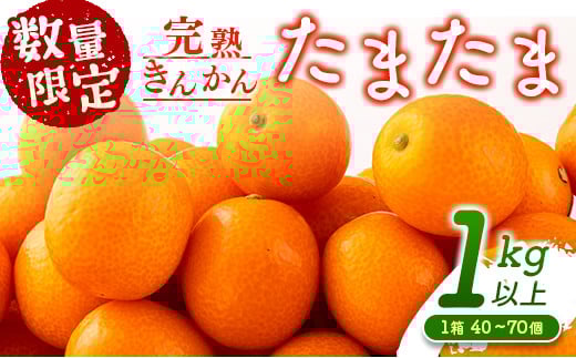 先行予約 完熟きんかん たまたま 計1kg以上 (1kg×1箱) 希少 期間限定 数量限定 フルーツ 果物 くだもの 柑橘 金柑 国産 食品 大粒 宮崎ブランド おすすめ デザート おやつ ギフト 贈り物 贈答 お返し お祝い おすそ分け 産地直送 日南市 送料無料_A91-24