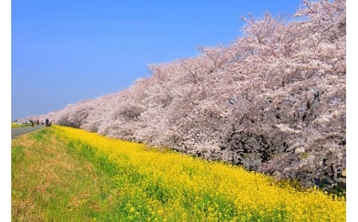 緑豊かで快適なまちづくりの推進