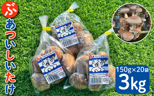 国分グリーンファームの採れたて「ぶあついしいたけ」(約3kg)