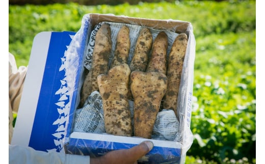 大和芋 2kg
