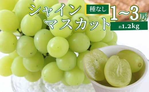 <2026年8月下旬以降に発送>【シャインマスカット 約1.2kg 1~3房】先行予約 ぶどう grape fruit フレッシュ 旬 果物 くだもの 高知県 佐川町産