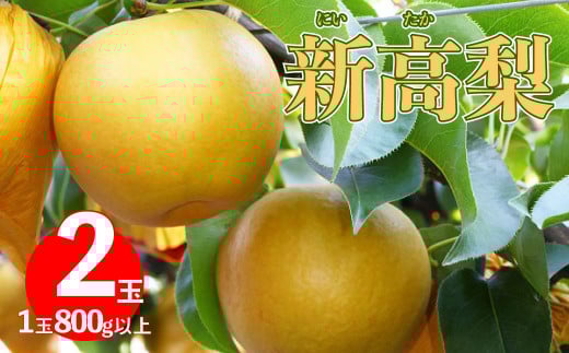 <2025年 10月上旬～中旬ごろ発送予定>　≪秀品≫ 新高梨 2玉（計約 1.6kg）1玉約800g以上  先行予約