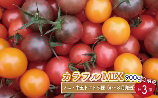 【2026年4月~8月頃発送】<約900g×3回 定期便 >カラフルトマト アイメック トマト 5種 MIX フルティカ ましまファーム ミニトマト フルーツトマト  ミックス 糖度