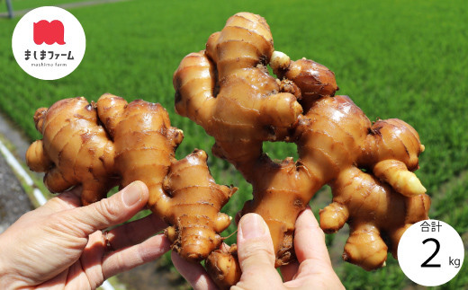 ましまファームの囲い生姜&親生姜食べ比べセット計2kg