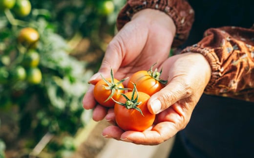 <2025年12月下旬頃より順次発送>フルーツトマト 原田農園 約1,800g(大箱) 牧野富太郎博士の好物