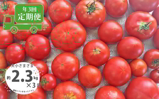 <<2026年発送>>【3回定期便】【訳あり】 トマト  約2.3kg  織田トマト 高知 サイズ 違い 混合 キズあり 大小 まるっとトマト <毎年2月末頃まで申込受付>【1月頃~5月頃の間に3回お届け】
