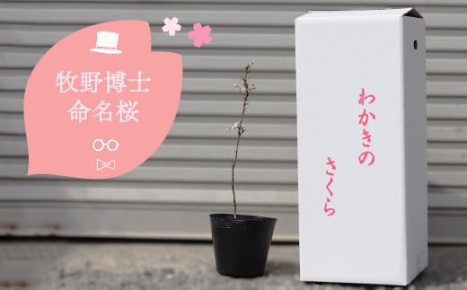 【2026年3~4月ごろ発送分予約受付中】稚木の桜 ワカキノサクラ ミニ桜 苗木 牧野博士命名種 1鉢 朝ドラ らんまん 牧野富太郎