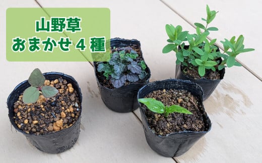 ヤマシャクヤク+種から育てた(内容お任せ)山野草3種 全4種4鉢(9cmポット)山野草福袋 多年草 一年草 二年草 植物の町佐川町から らんまん 朝ドラ 牧野富太郎 植物博士 庭 花 草木 芍薬