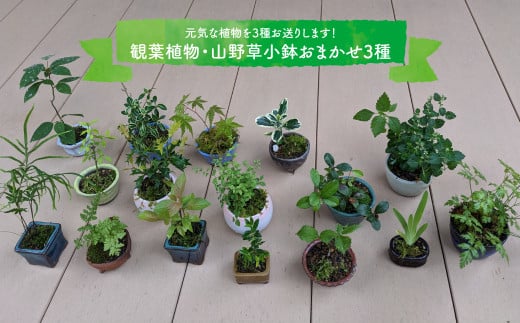 [お任せ3種]ミニ観葉植物 盆栽小鉢 テーブルプランツ 小さい プラントポット お花 緑 グリーン オシャレ 屋内 室内 癒やし シンプル 植替え ガーデン 置物 山野草 シダ植物 工房暁月