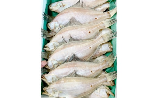 水揚げ直後!干しカレイ(6枚入り)【干物 カレイ かれい 6枚 魚 さかな 旬 エテカレイ 干しカレイ 国産 無添加 水揚げ直後 冷蔵 ノンフローズン 季節限定 大田市】