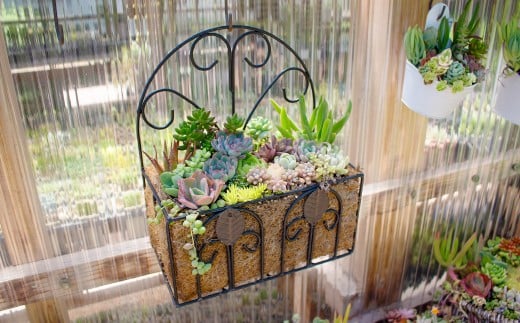 ハンギングプランター 多肉植物の寄せ植え【多肉植物 植物 グリーン よせうえ 季節 おすすめ 約20種 観葉植物 手植え 癒し インテリア ナチュラル かわいい 自然 プレゼント ギフト 贈り物】