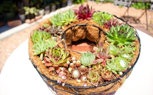 センペルビウムのリース型寄せ植え【多肉植物 植物 グリーン おすすめ よせうえ 観葉植物 手植え 癒し インテリア ナチュラル かわいい 自然 プレゼント ギフト 贈り物】