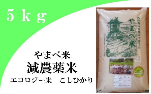 【無洗米】減農薬米(こしひかり100%)5kg【お米 5kg 先行予約 令和7年産 2025年産 コシヒカリ 無洗米 5kg 島根県産 大田市産 エコロジー米 減農薬米 エコファーマー認定 減農薬 減化学肥料】