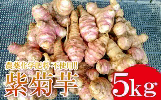 農薬化学肥料不使用の紫菊芋 5kg【菊芋 野菜 紫菊芋 芋 赤菊芋 農薬不使用 化学肥料不使用 季節限定 期間限定 数量限定 島根県 大田市】