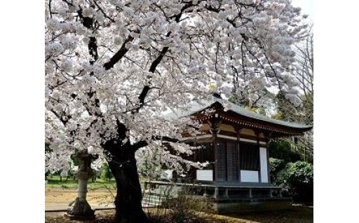 宮代の桜を大きく育てていく事業