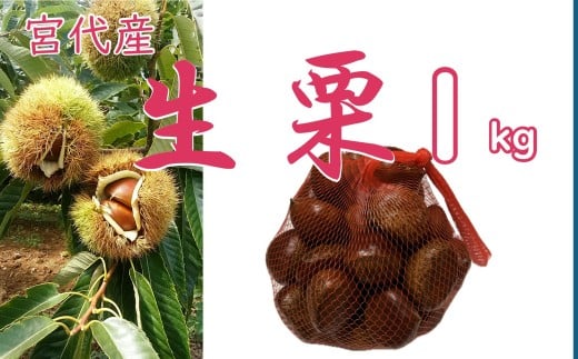 折原農園の生栗(2L~3Lサイズ) 1kg