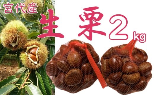 折原農園の生栗(2L~3Lサイズ) 2kg