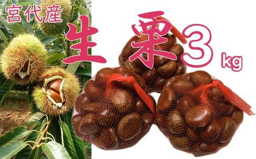 折原農園の生栗(2L~3Lサイズ) 3kg